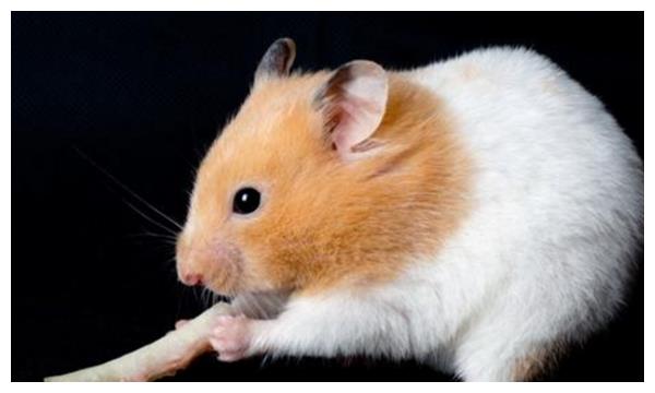 鼠是什么结构的字 762e-kcpxnww6081185.jpg