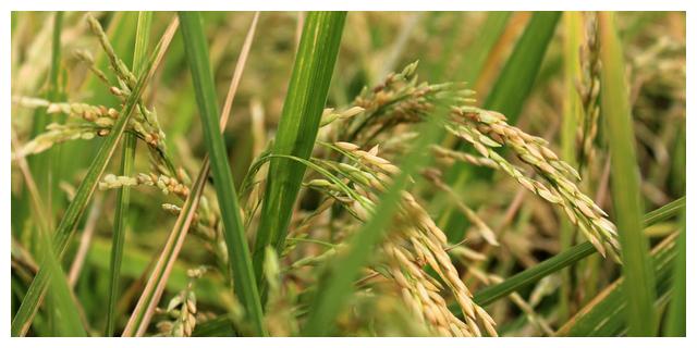 水生什么木 a13b-kcieyvz6927651.jpg