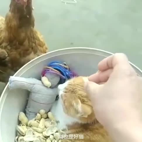 鸡也是好鸡,猫也是好猫,就是这个主人坏的很