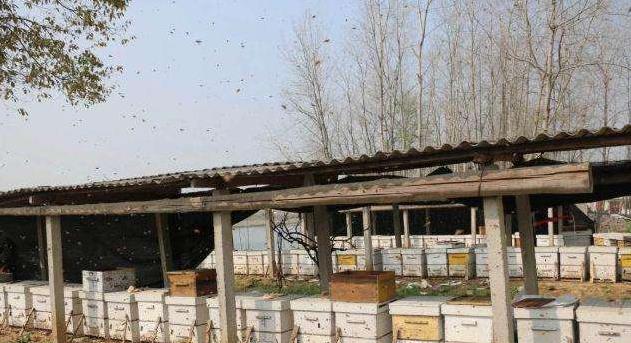 蜜蜂为什么会死在房间 1784-kcpxnww3153887.jpg