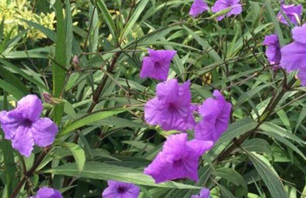 朝开暮谢的蓝花草，预防好根腐病的发生，从春到秋都有新花朵绽放