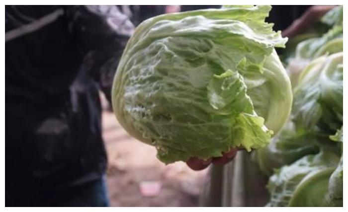 常被误认成包菜,生吃受喜爱,被大量种植40年,市场却很