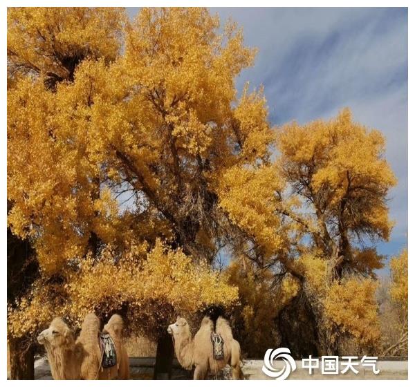 金色秋天的画 14e8-kcieyvz0799312.jpg