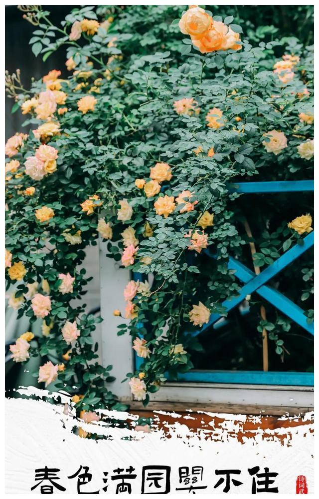 蔷薇花几月份开始种植 c0c6-kcysmrv9978689.jpg