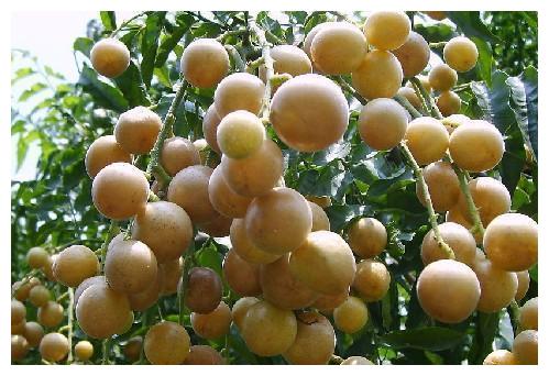 广西水果特产山黄皮,独特原生态的味道,你可能没见过!