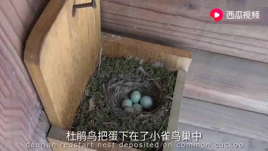 可怕的杜鹃鸟,寄生在别的鸟妈妈窝里,还杀掉人家宝宝