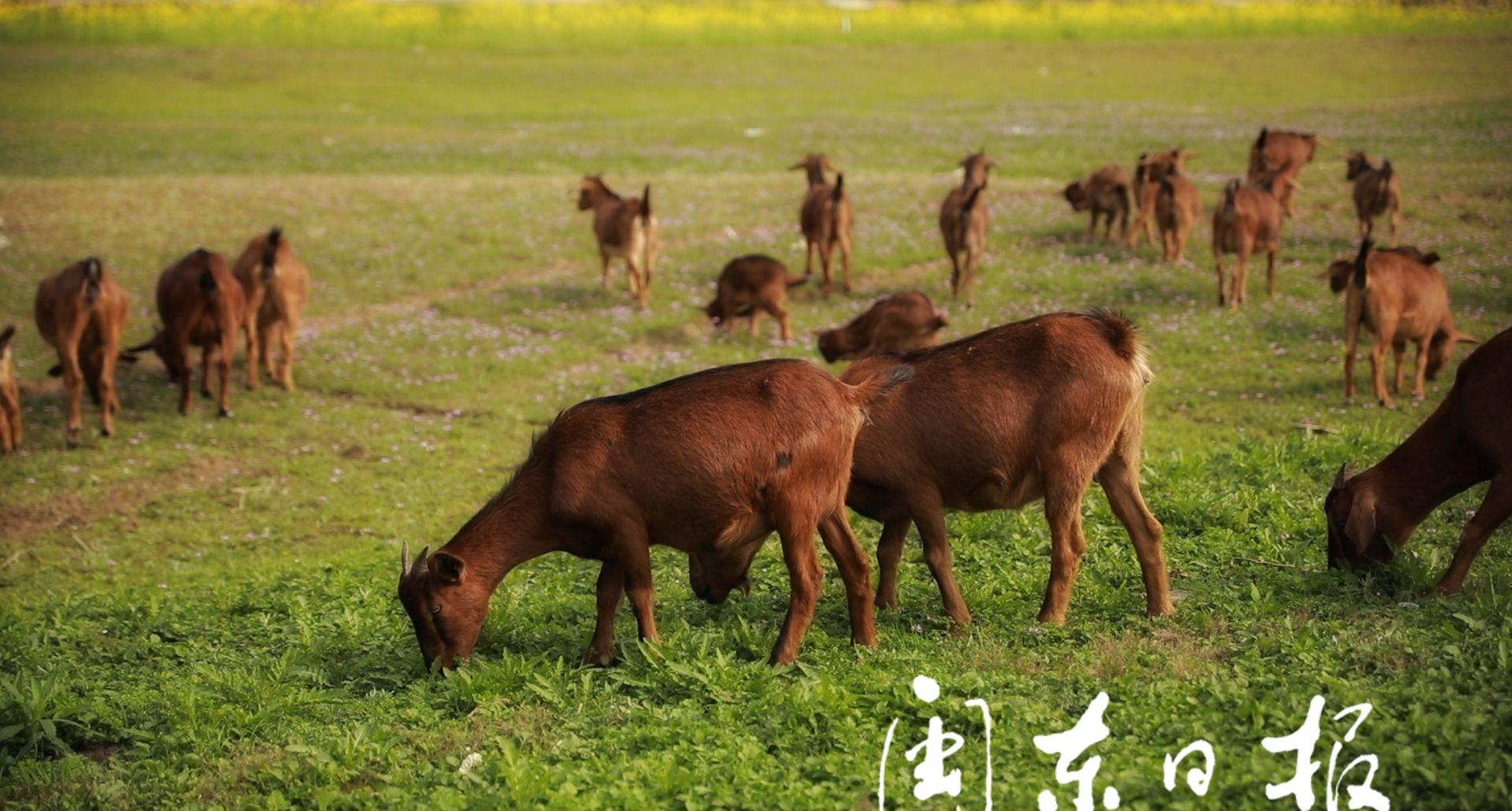 云游宁德|草原风光,牛羊成群……古田这个村庄也有