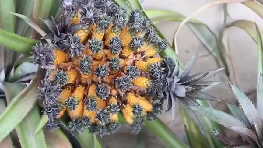 国外"变异"菠萝,外层一圈小菠萝,里面一个大菠萝,大小