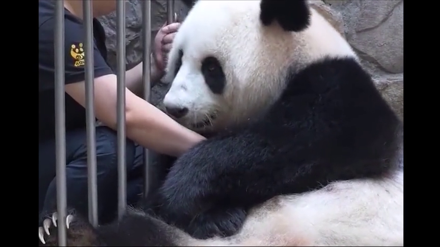 奶妈发现连忙制止,我滴个乖乖 为您推荐: 熊猫宝宝:左拥右抱熊猫团子