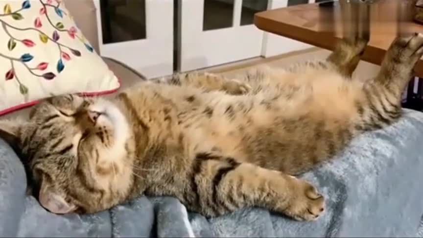 猫大爷饭后小憩,看它四仰八叉的躺着,这是有多舒服呀!