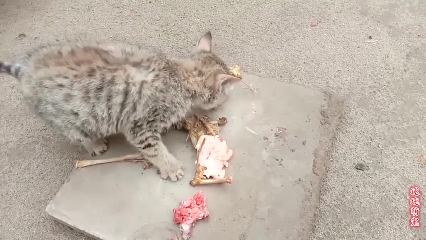 拯救饥饿中的流浪猫,看它吃东西的样子,就知道它有多可怜