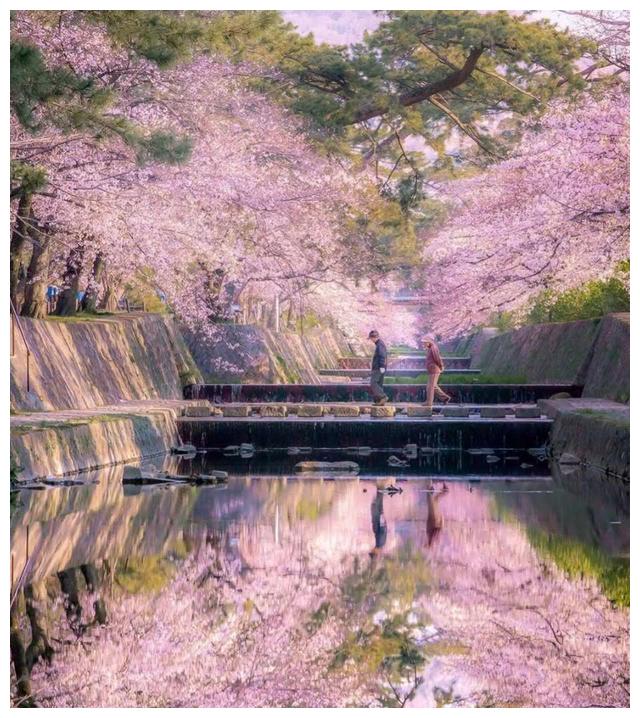日本奈良公园,樱花与鹿,如动漫一般唯美,每一帧都美如画