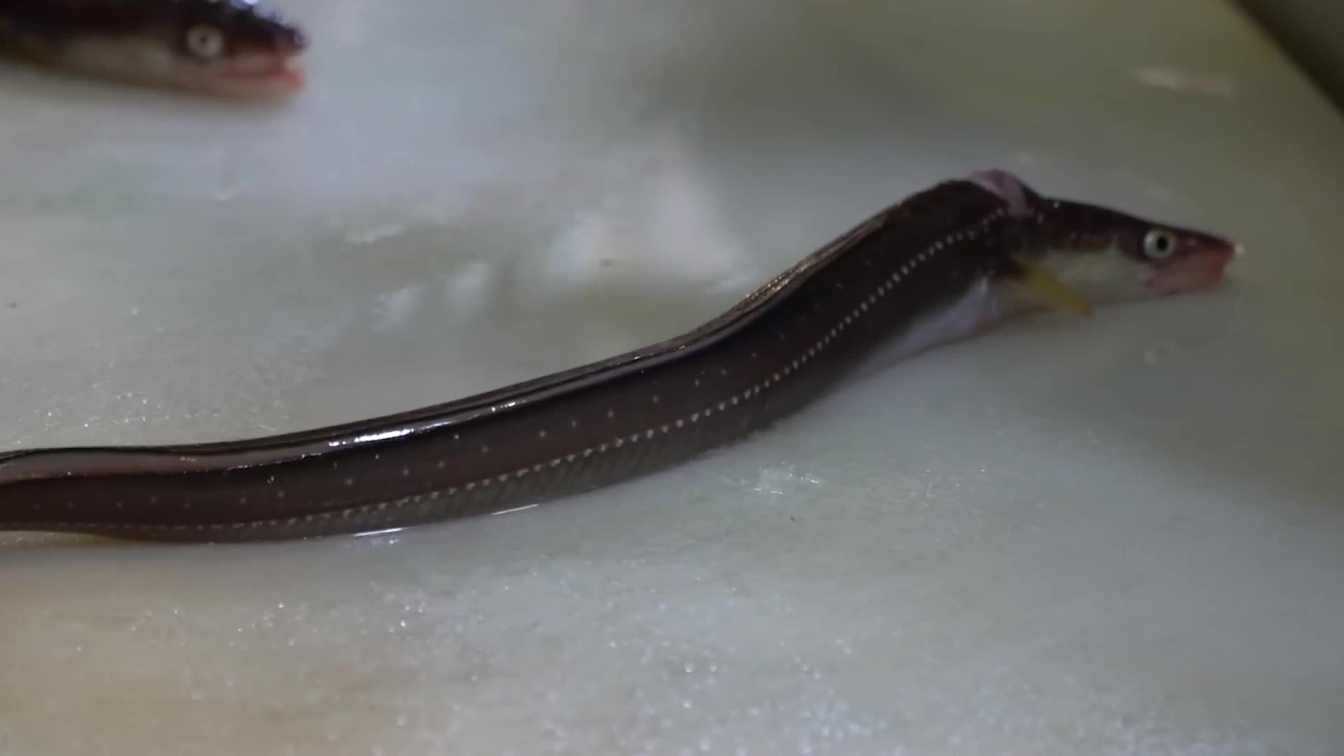 韩国人刀工真恐怖,鳗鱼正要反咬一口,就被处理得干净