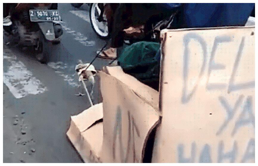 男子自制沙发车,搭载“V11发动鸡”,百公里只需一袋鸡食