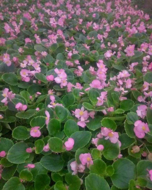 四季花开打一城市名字,四季花开打一城市名字是什么