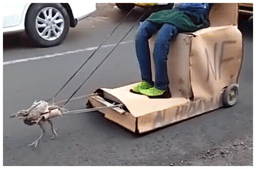 男子自制沙发车,搭载“V11发动鸡”,百公里只需一袋鸡食