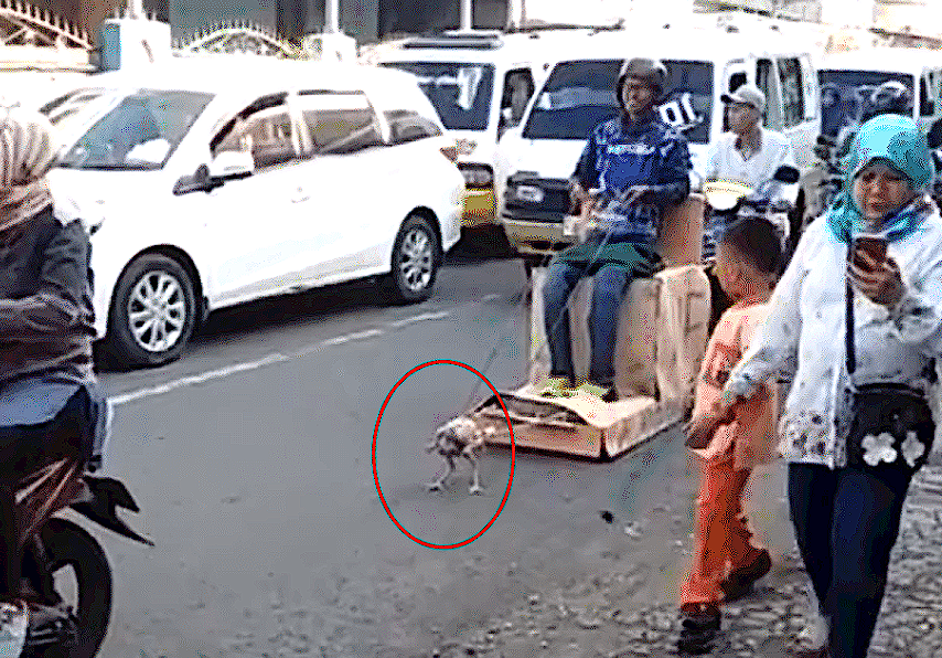 男子自制沙发车,搭载“V11发动鸡”,百公里只需一袋鸡食