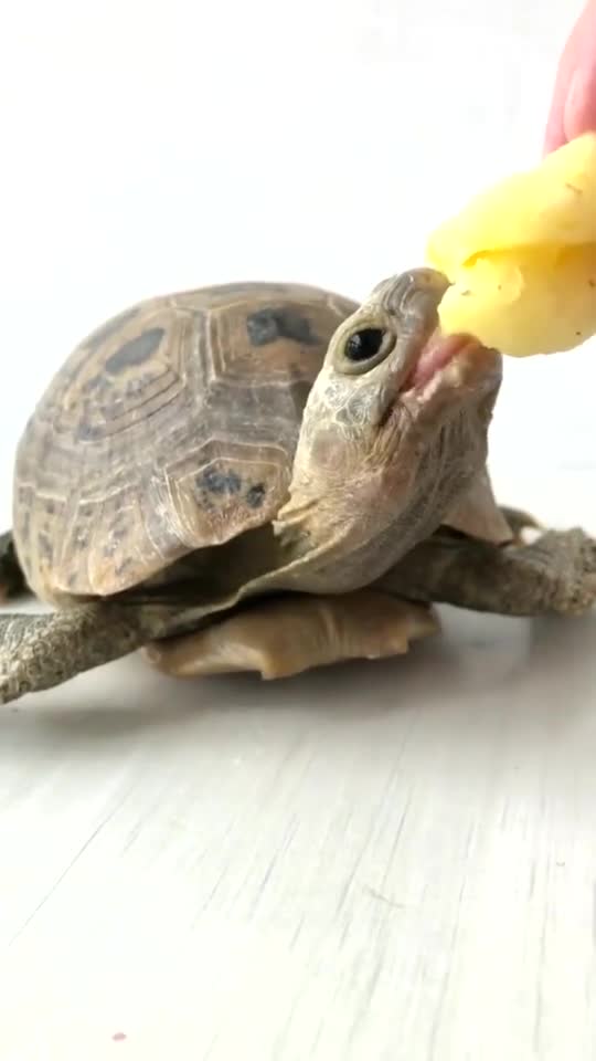 乌龟原来是这样吃菠萝的第一次知道乌龟的舌头是这样的