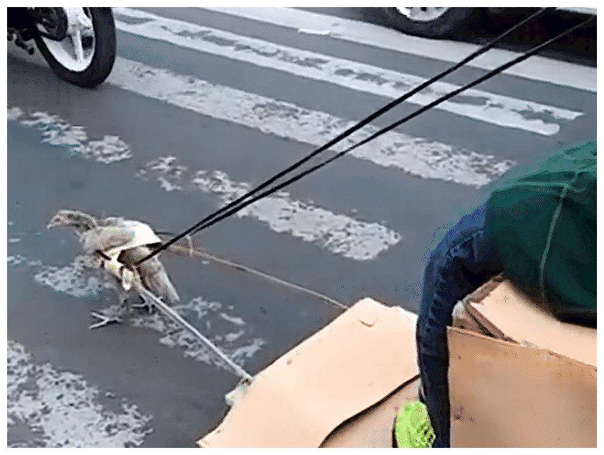 男子自制沙发车,搭载“V11发动鸡”,百公里只需一袋鸡食