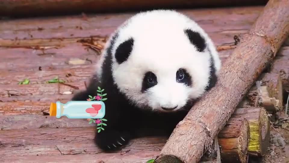 熊猫和花:软绵绵的棉花糖,萌化你的心!
