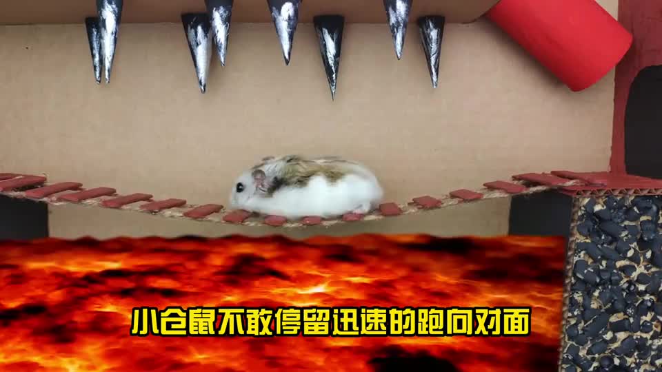 小仓鼠大战僵尸历经艰辛终过关实在太可爱了