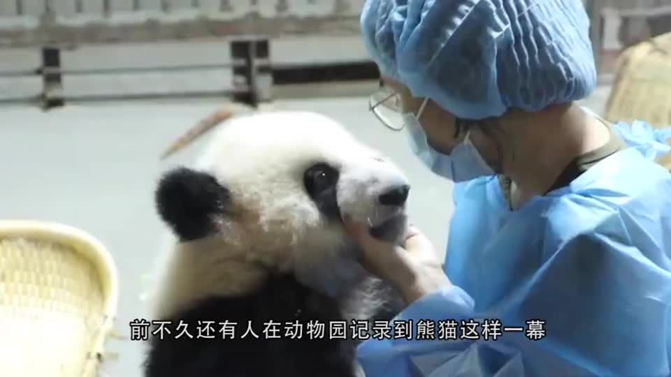 继熊猫叉腰之后,熊猫宝宝求抱抱又火了,镜头记录下全过程
