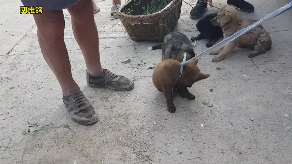 广东名犬山牛红在湖南当肉狗卖看看多少钱一只不可思议