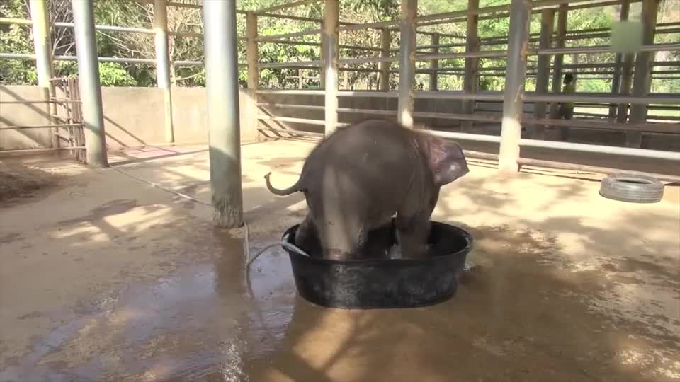 小象第一次玩水,犹犹豫豫不敢下水,下一秒场面爆笑