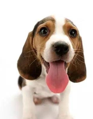 心疼比格犬它是被当成实验犬最多次的狗狗