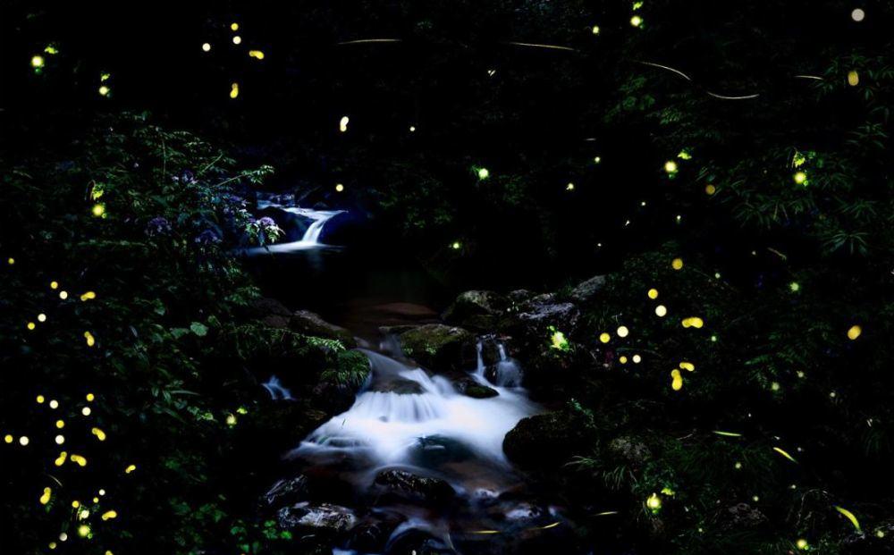 萤火虫的光是怎么形成的 9527-iwpcxks0580385.jpg