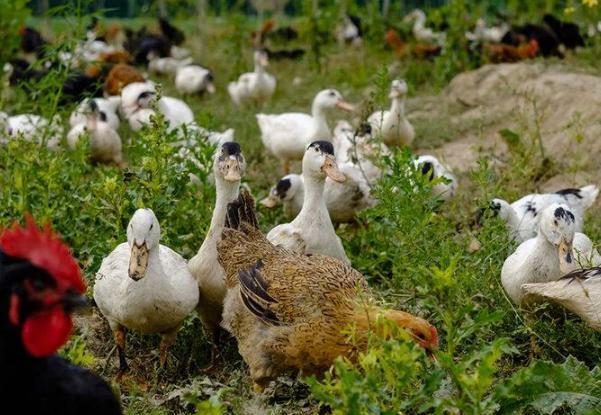 印度的蝗虫灾害会影响到中国吗?如果会,有什么解决办法吗?休闲区蓝鸢梦想 - Www.slyday.coM 印度的蝗虫灾害会影响到中国吗?如果会,有什么解决办法吗?休闲区蓝鸢梦想 - Www.slyday.coM