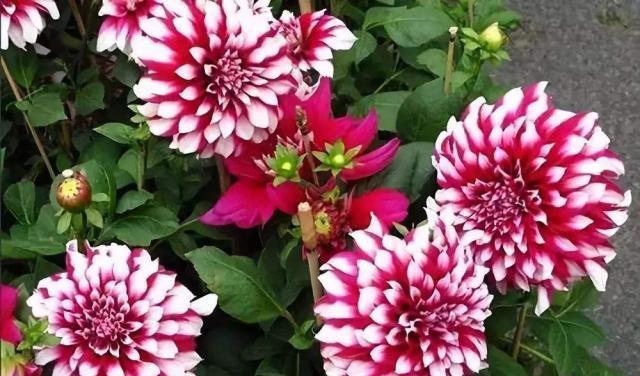 此红薯花很好养一年开花45次花朵五颜六色