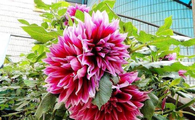 此红薯花很好养一年开花45次花朵五颜六色