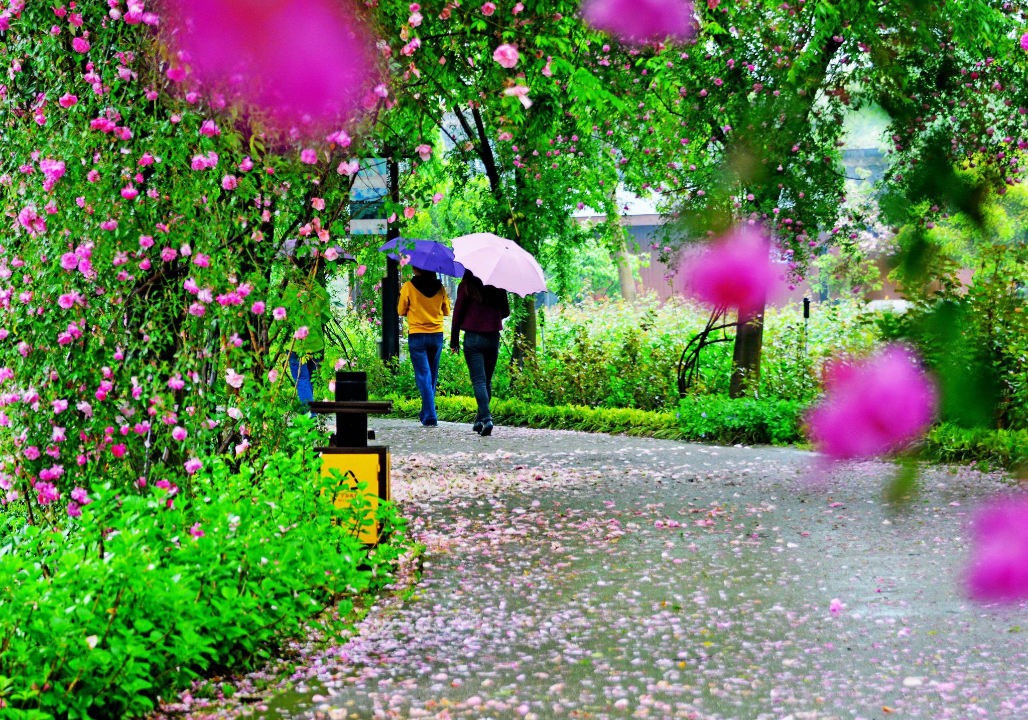 谷雨去看玫瑰雨