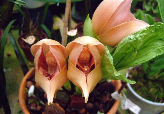 世界上最罕见的神奇花朵,长得像婴儿的安古兰又名郁金香兰见过吗