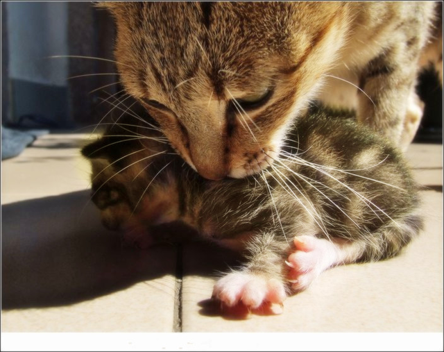 小猫咪本想偷袭猫妈妈，结果猫妈轻松躲过，顿时懵逼了