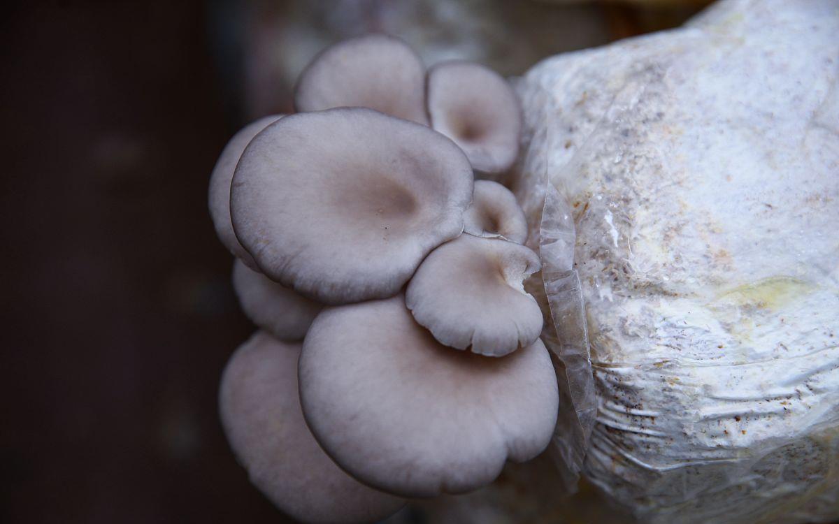 蘑菇怎么洗能洗净 8625-ketnnaq4201168.jpg