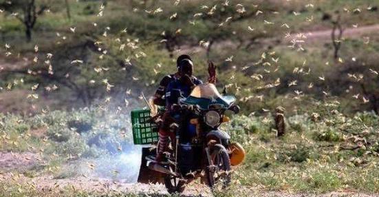 印度的蝗虫灾害会影响到中国吗?如果会,有什么解决办法吗?休闲区蓝鸢梦想 - Www.slyday.coM 印度的蝗虫灾害会影响到中国吗?如果会,有什么解决办法吗?休闲区蓝鸢梦想 - Www.slyday.coM