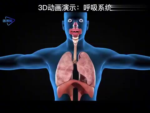 3d动画演示呼吸系统
