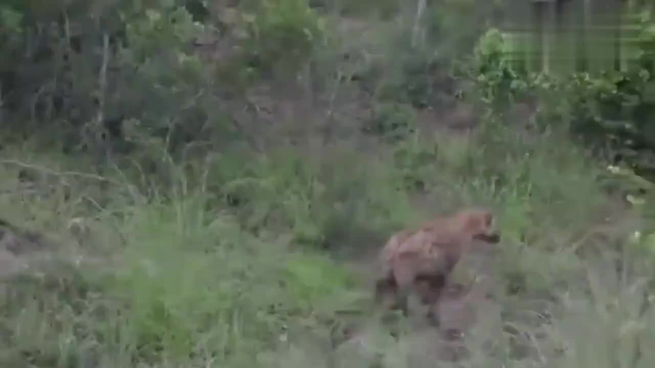 大象勇敢地追赶正在攻击美洲豹的鬣狗