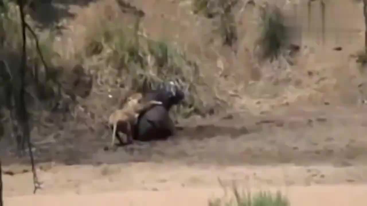 大象救了水牛免受狮子攻击
