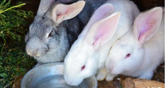 兔子吃什么食物最好 aae7-iyaiihm4314189.jpg