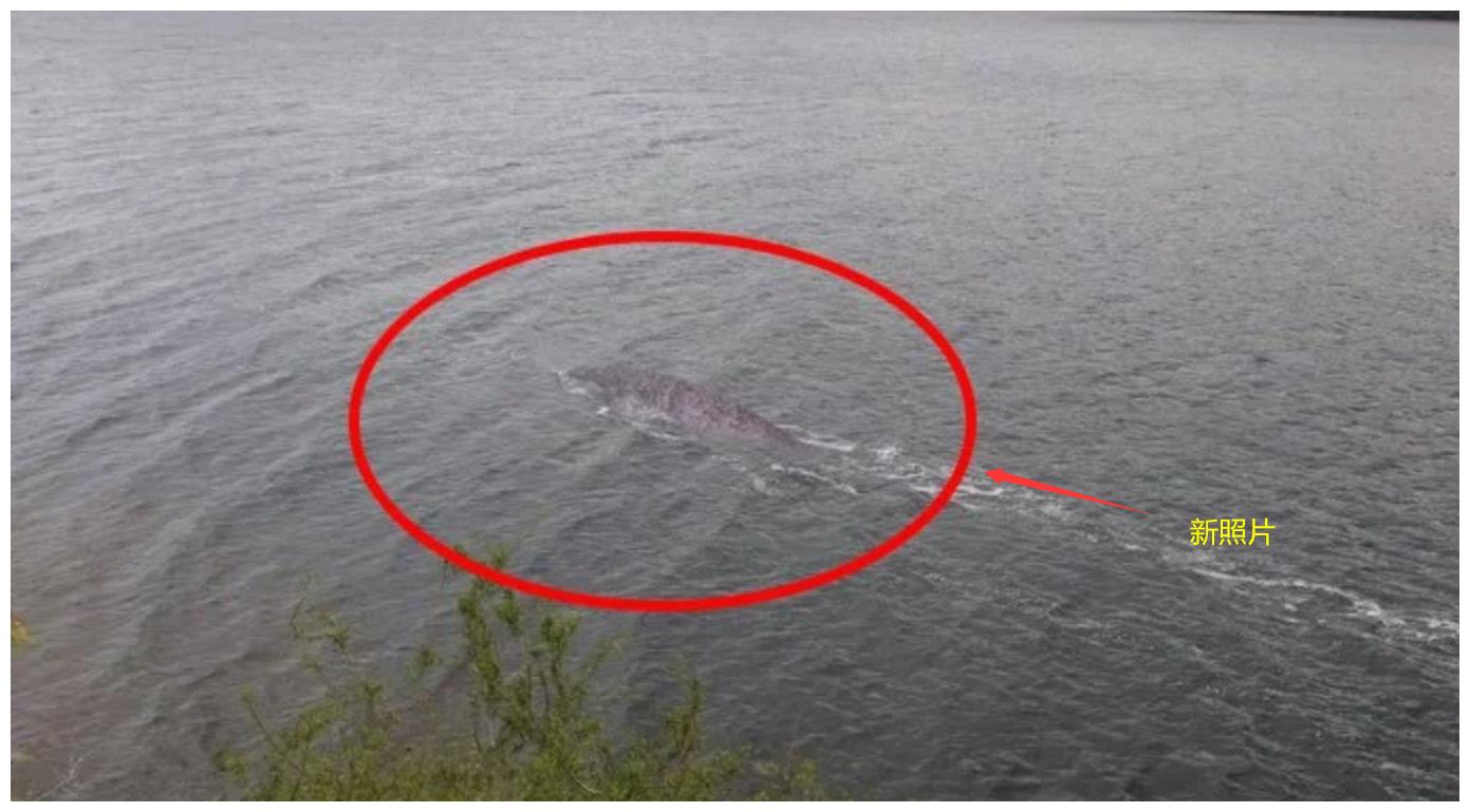 "尼斯湖水怪"新照片被公开!水中露2.4米身影,真相或越来越近