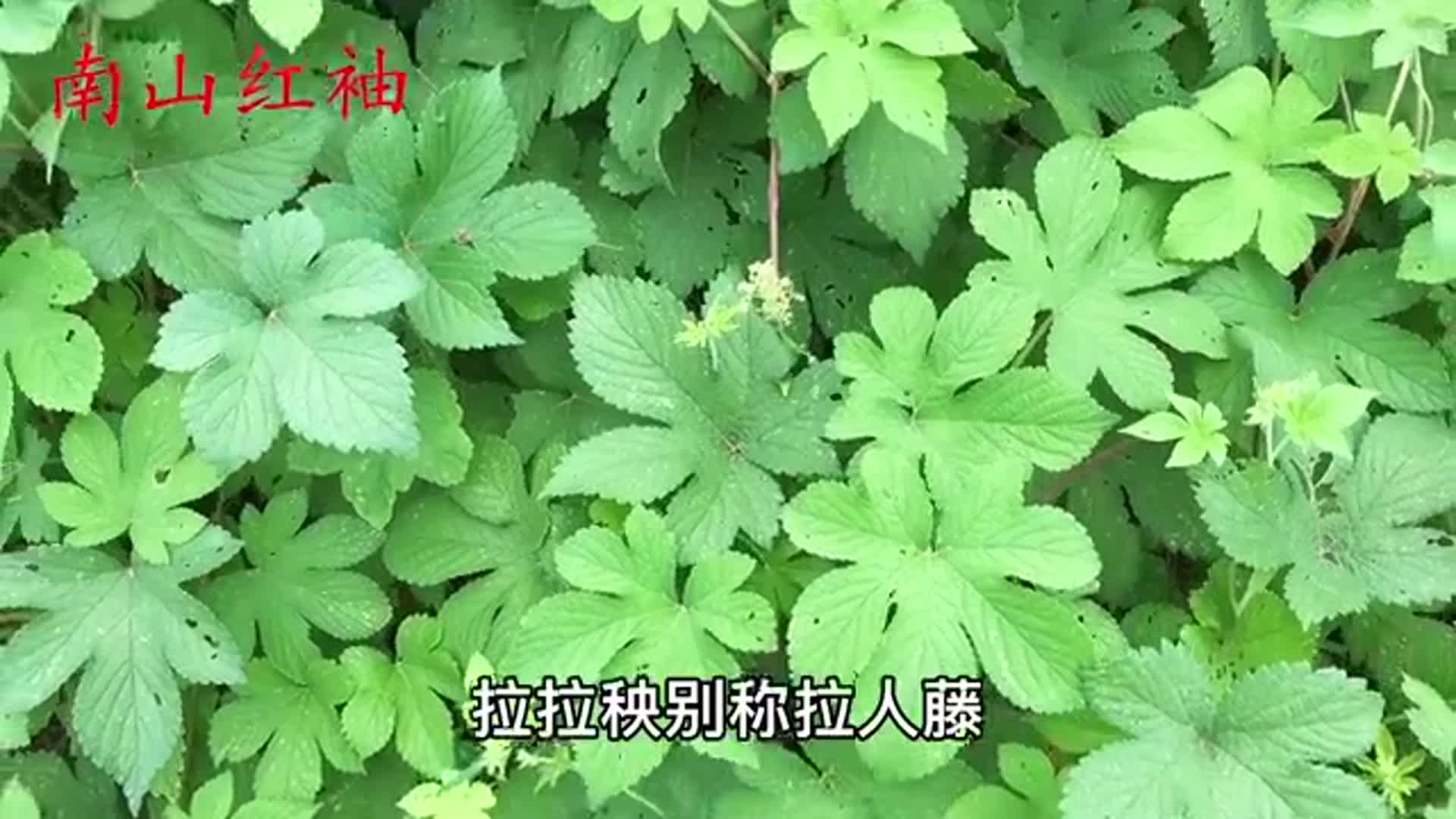 活血草拉拉秧人称血见愁有2大用途总算弄明白了