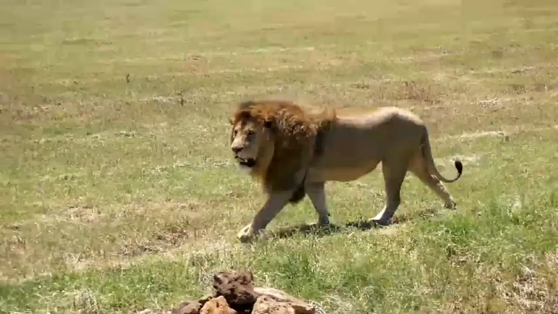 体型相当强壮的雄狮,一看就是狮王