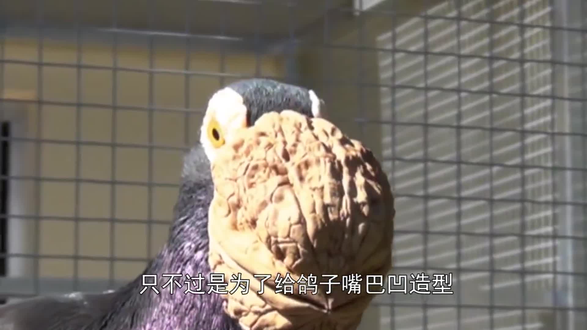 人们强行给鸽子嘴巴凹造型,只为与众不同!