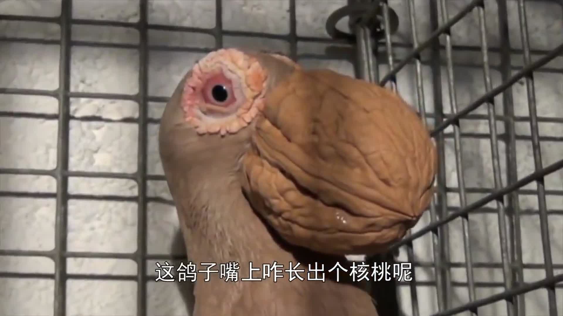 人们强行给鸽子嘴巴凹造型,只为与众不同!