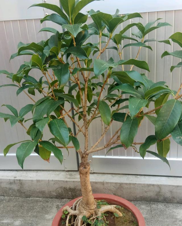 一般在秋后要对桂花树进行修剪整形