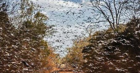 印度的蝗虫灾害会影响到中国吗?如果会,有什么解决办法吗?休闲区蓝鸢梦想 - Www.slyday.coM 印度的蝗虫灾害会影响到中国吗?如果会,有什么解决办法吗?休闲区蓝鸢梦想 - Www.slyday.coM