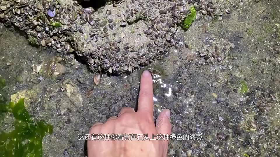 夜晚的沙滩很热闹,既有会发光的海玉米,也有到处爬的猫眼螺